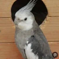 عروس هلندی گم شده
