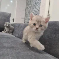 گربه|گربه|اصفهان, عسگریه|دیوار