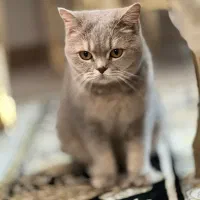 اسکاتیش|گربه|مشهد, چهارچشمه|دیوار