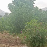 فروش-باغ-میوه