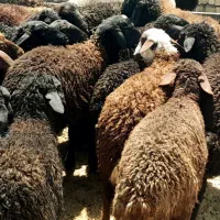 بره نر سبک