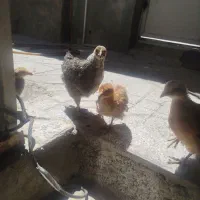 جوجه مرغ و خروس محلی