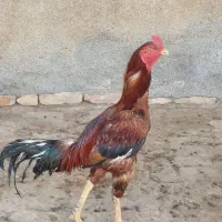 خروس لاری