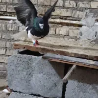 کبوتر