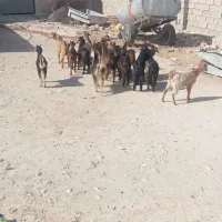 ۱۵راس کهره