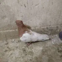 نه تا کفتر بهبهانی تبعیدی