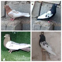 دمسفید طوقی بازیکن