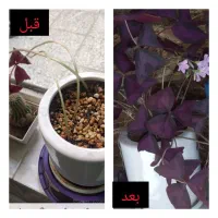 قرص کود ارگانیک گیاهان (راز شادابی ورشد سریع گل ها