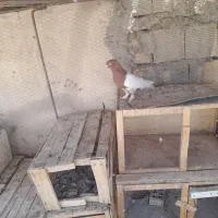 شکار نر سینه ای نقشی
