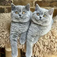 بهترین مجموعه گربه های اسکاتیش بریتیش پرشین
