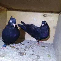 کبوتر آبادانی