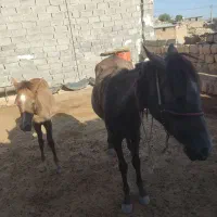 اسب|اسب و تجهیزات اسب‌سواری|چگنی, |دیوار