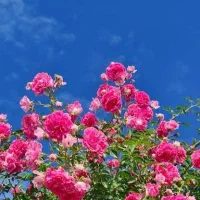 باغبان هستم از پرسنل فضای سبز شهرداری