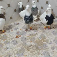 طوقی|پرنده|کوهرنگ, |دیوار