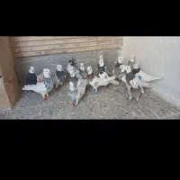 دسته طوقی