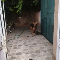 ژرمن شپرد مو کوتاه