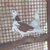 کفتر پرشی پشت هما