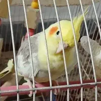 عروس هلندی  ماده یک ساله