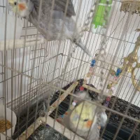 عروس هلندی