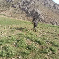 قاطر نر|اسب و تجهیزات اسب‌سواری|بیرانوند, |دیوار