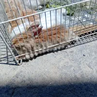 تعدادی بچه خرگوشخوشگل