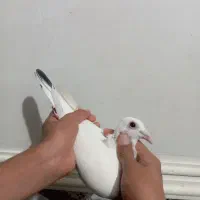 ماده دم سبز  تمیز