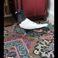 ماده سینه سیاه