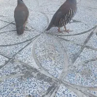 فروشی خروس کوهی نرو ماده ۳ ساله دارم