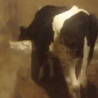 یک راس گوساله تلیسه هلشتاین