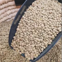 عدس ریز و درشت درجه یک