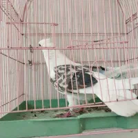 نر پشت سرور به شرط غریب گیری