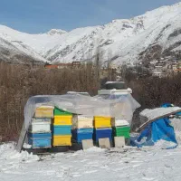 کندو زنبور عسل و طبق