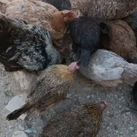 مرغ و خروس