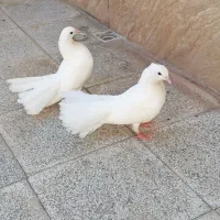 دمچتری جفت اینگلیسی کفتر سالم وسرحال