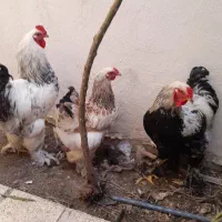 مرغ خروس