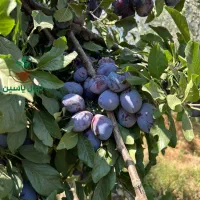 نهال های خوش طعم خوش بار مناسب بازار