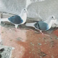 کفتر پشتی وگراف
