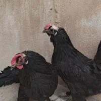 سلام فروش یا معاوضه مرغ و خروس مرندی