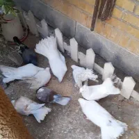 فروش  کبوتر
