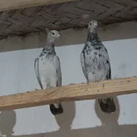 کبوتر