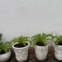 گل سیکاس