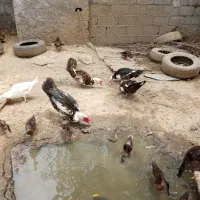اردک اسرائیلی