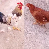فروش مرغ و خروس