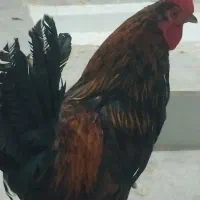 خروس زبروزرنگ