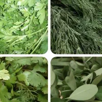 سبزی خورشی آب نزده