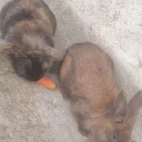 خرگوش لوپ دستی