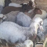 میش بره