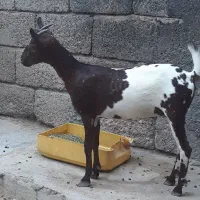 کهره ماده