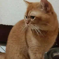 گربه نر بالغ
