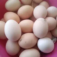 تخم مرغ نژاد محلی و گلپایگان تضمینی